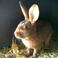 hase